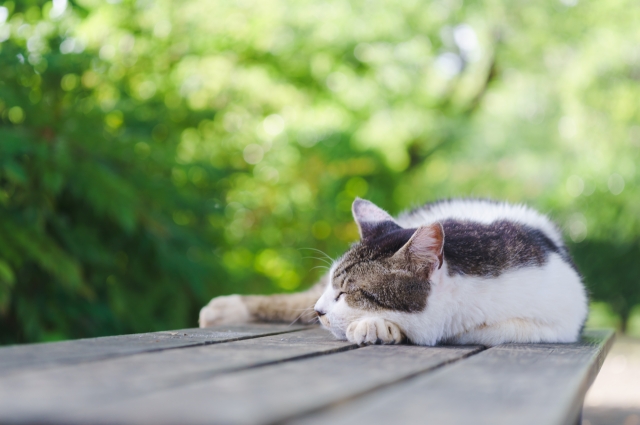 縁側でお昼寝する猫